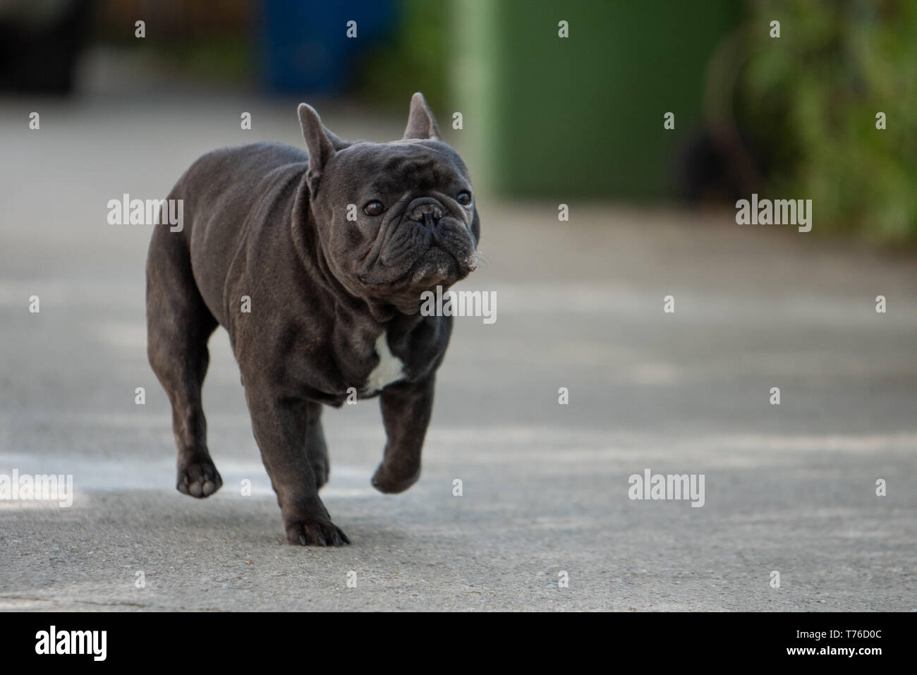 Close up shot plein air de bouledogue français animal sans laisse. Chiot mignon mâle est de prendre une marche Banque D'Images