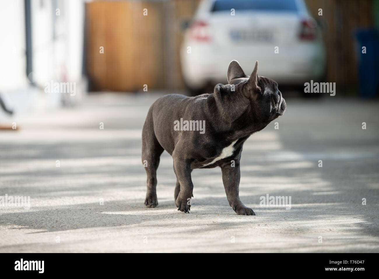 Bouledogue français chiot à huis clos à l'écart de son côté droit. Tourné en avant d'une voiture et clôture en bois Banque D'Images