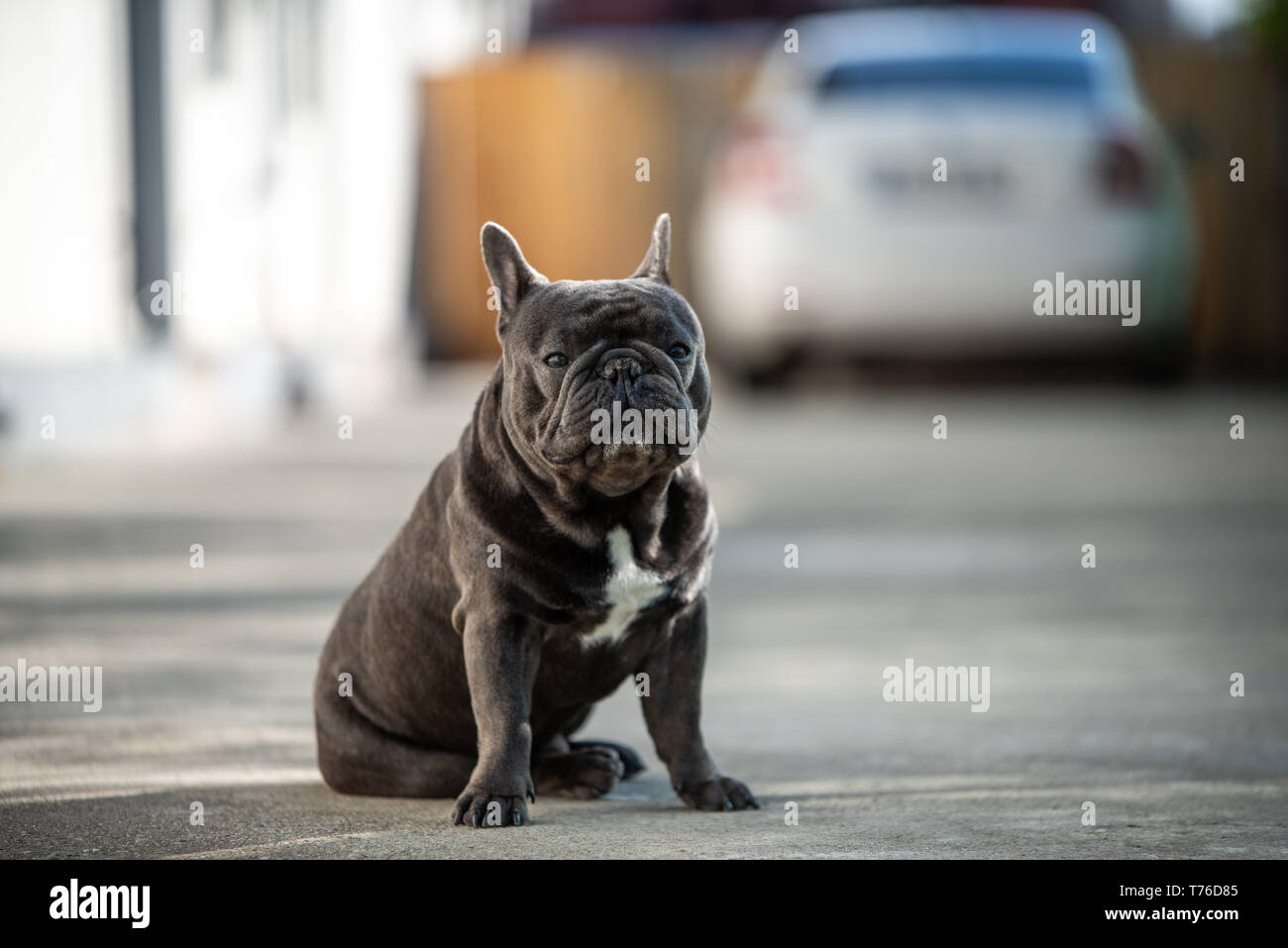 Adorable bouledogue français garde la chambre entrée en face d'un flou blanc voiture. Arrière-plan flou avec l'accent sur dog Banque D'Images