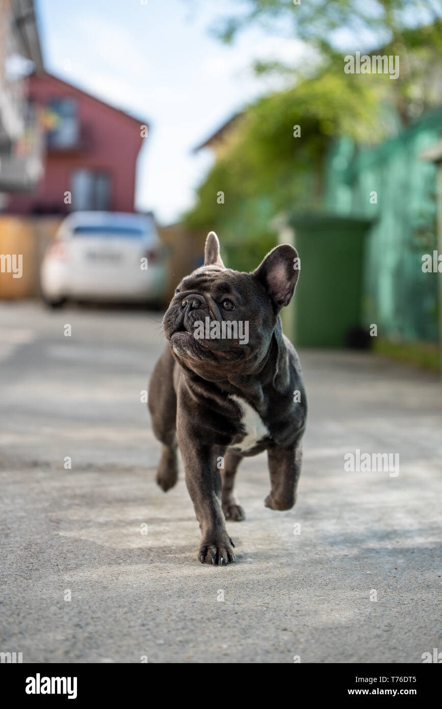 Close Up Portrait Canin De Gris Bouledogue Francais Crier Outdoorwhile A La Route Chiot Mignon Purebreed Photo Stock Alamy
