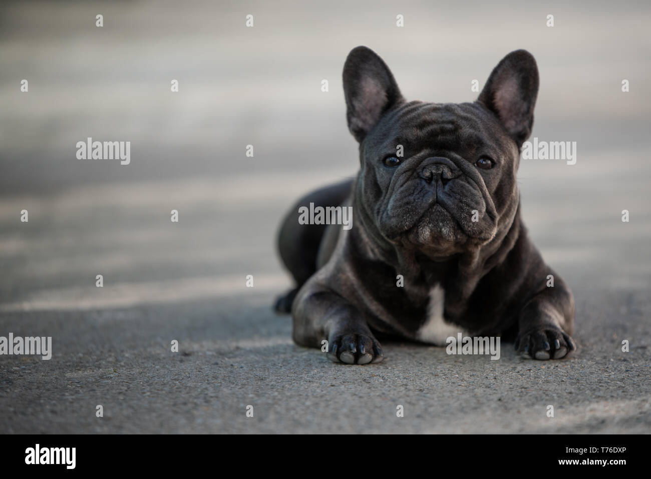 Portrait de chien bouledogue français assis dehors sur le trottoir. Tourné en lumière naturelle. Chiot purebreed domestique Banque D'Images