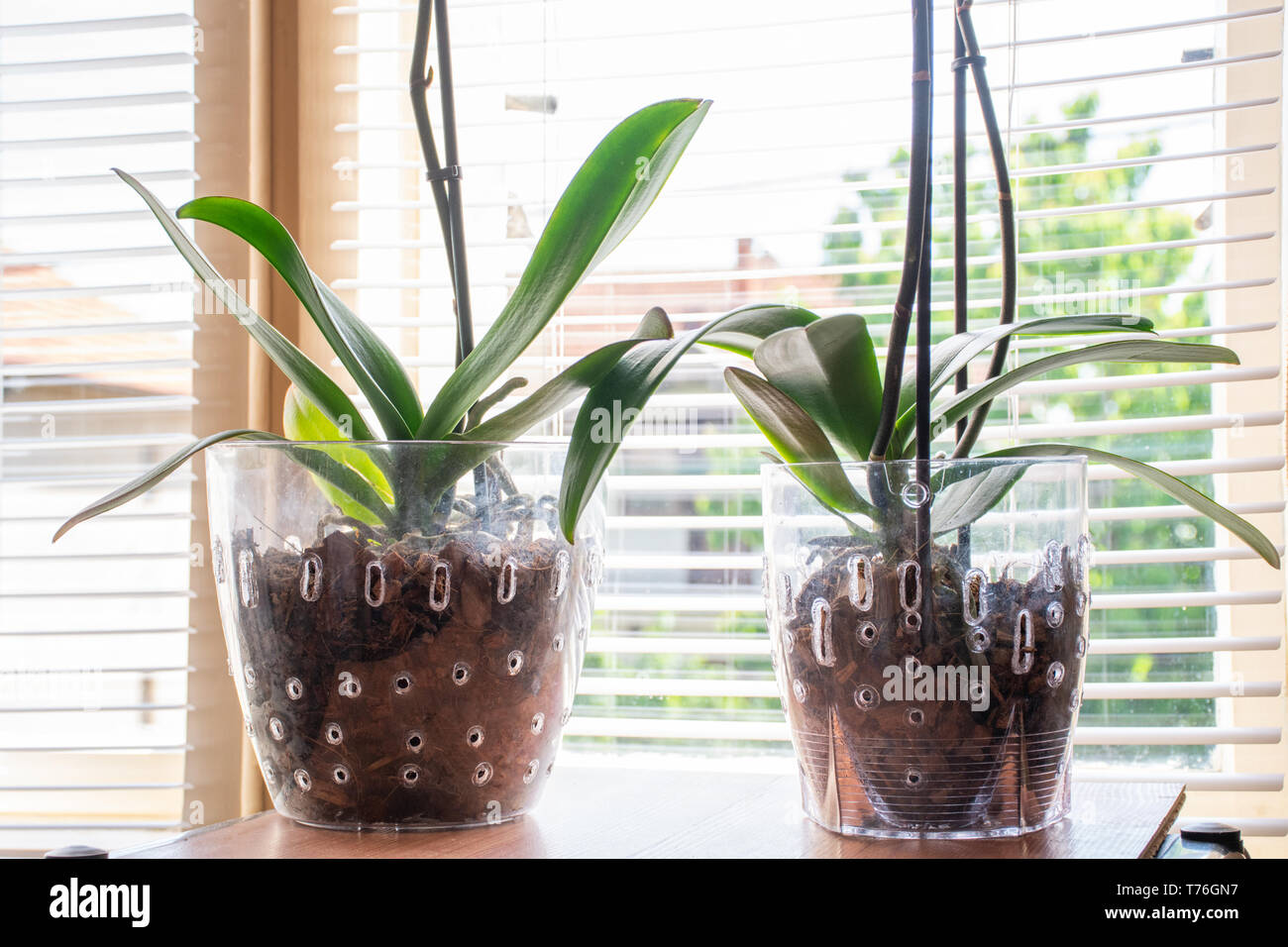 Deux Phalaenopsis Orchid en transparent pot de fleur avec le substrat et de feuilles vertes à la maison et les fenêtres en arrière-plan. Maison et jardin botanique fleurs Banque D'Images