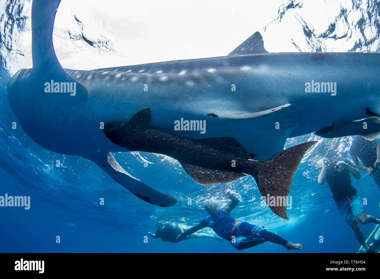 Requin-baleine (Rhincodon typus) commun avec remora remora Remora ( toursist ) fixée et nager avec elle dans le compartiment de Honda, Puerto Princesa, Palawan, th Banque D'Images