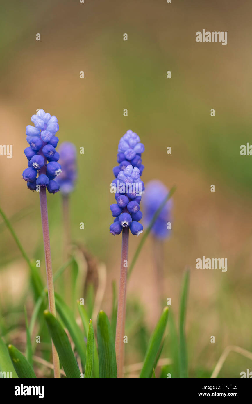 Wild grape hyacinth, Muscari, pâturages élevés dans les montagnes des Balkans. Banque D'Images