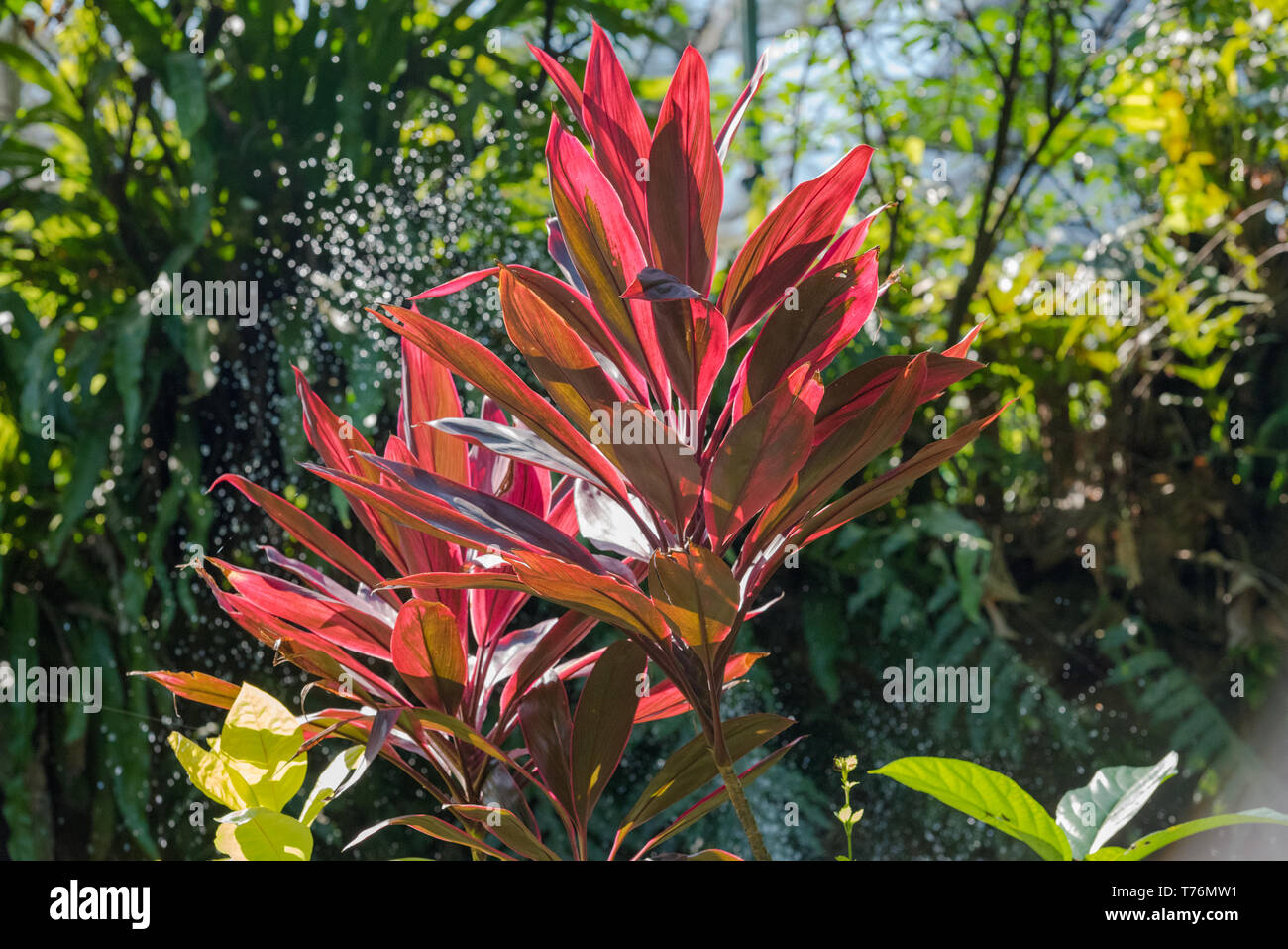 Photo d'un Heliconia plante dans un jardin malaisienne prise avec un objectif zoom. Banque D'Images
