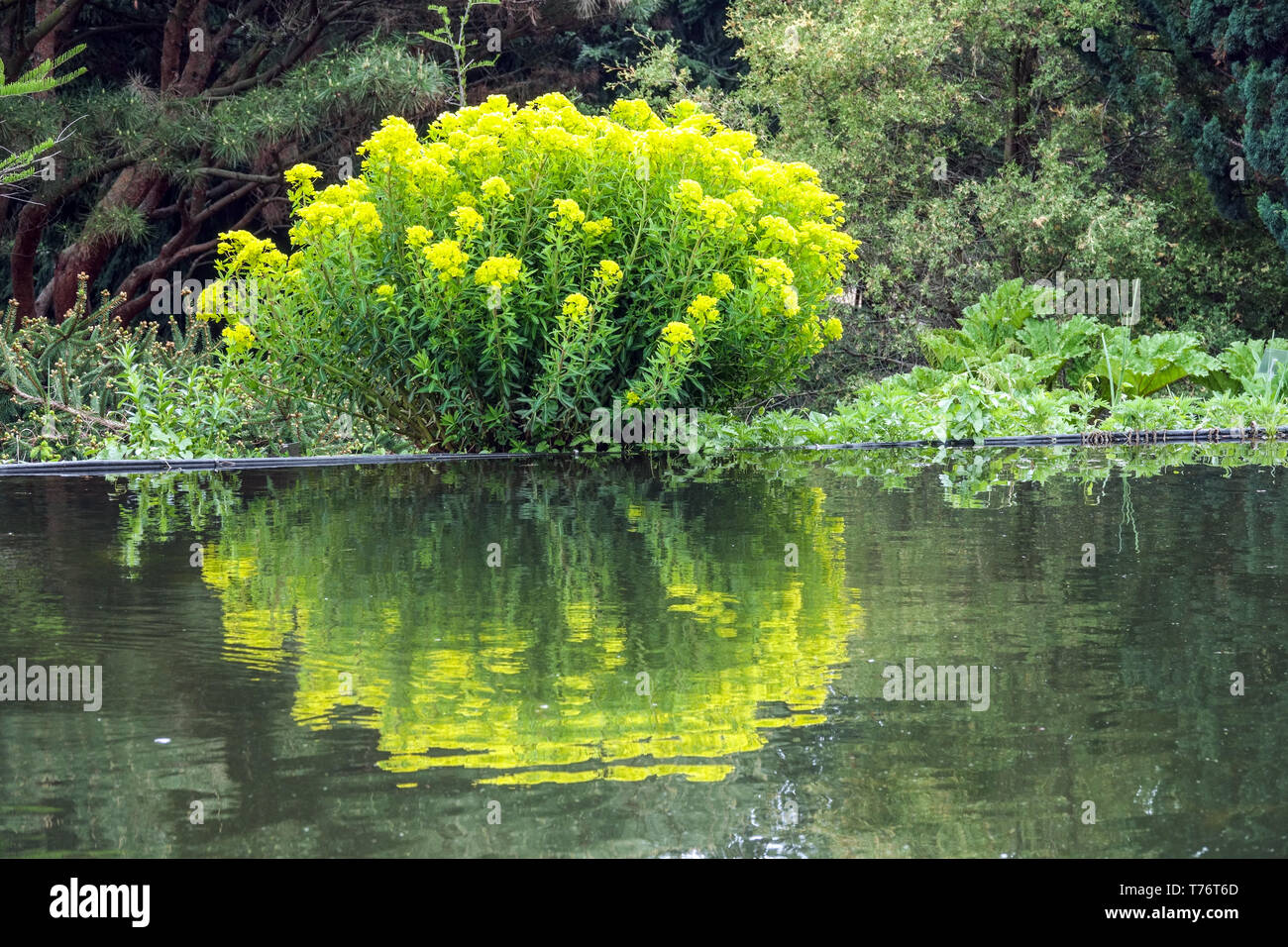 L'euphorbe des marais Euphorbia palustris, développe à étang de jardin Banque D'Images
