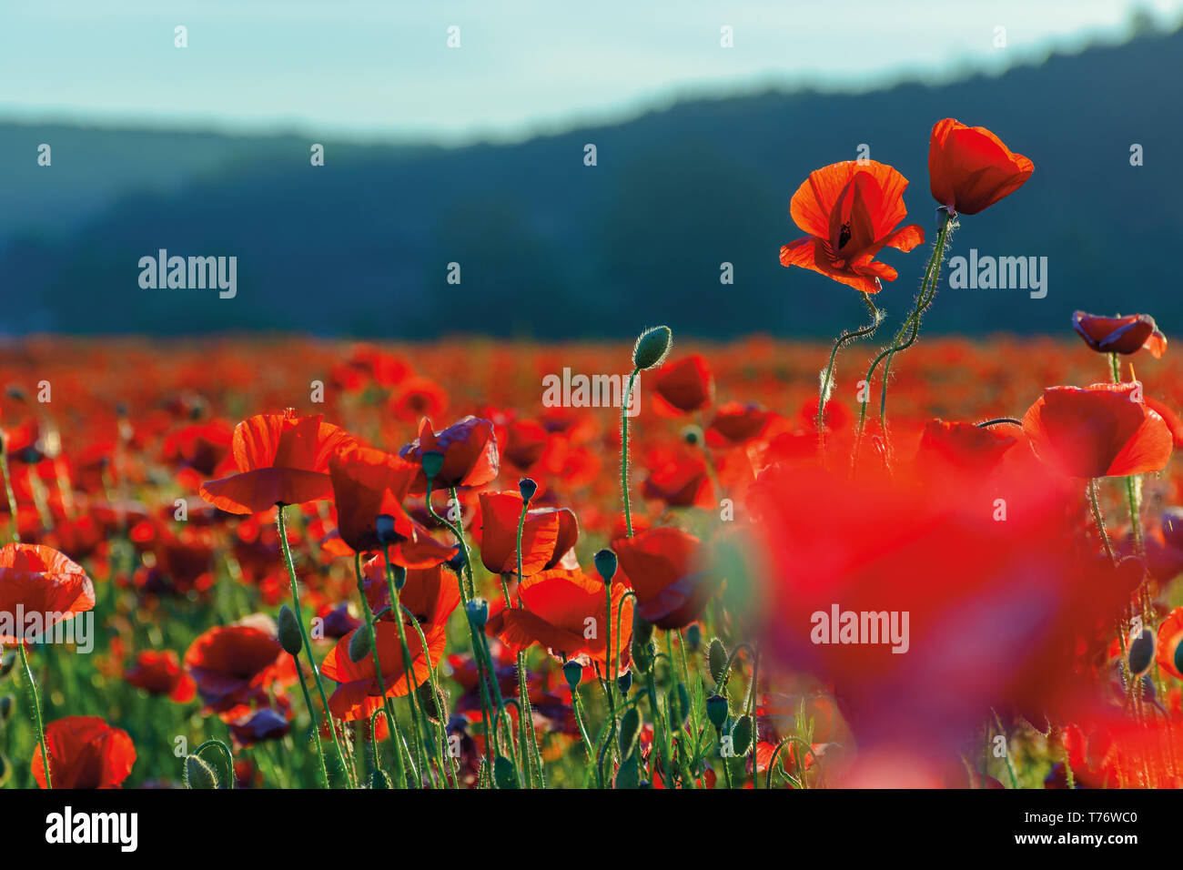 Champ de coquelicots en fleurs. Très belle nature background Banque D'Images