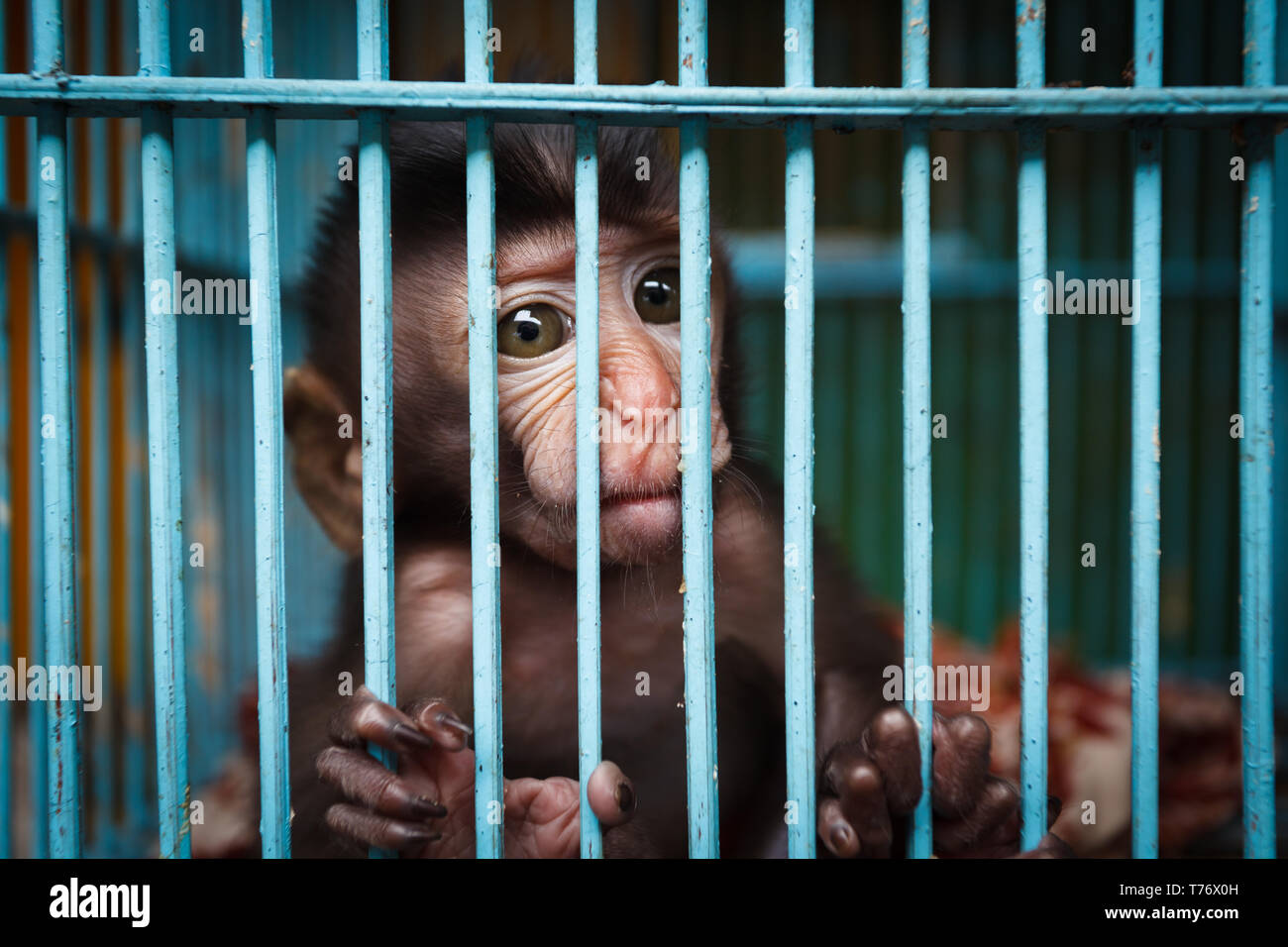 Gros Plan Du Jeune Bebe Macaque A Longue Queue Singe Le Crabe Manger Macaca Fascicularis Egalement Connu Sous Le Nom De Macaques A Longue Queue A La Photographe A Photo Stock Alamy