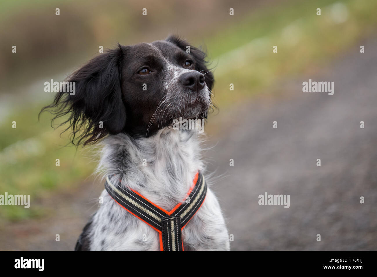 Dog Brittany Spaniel Epagneul Black Banque D Image Et Photos Alamy