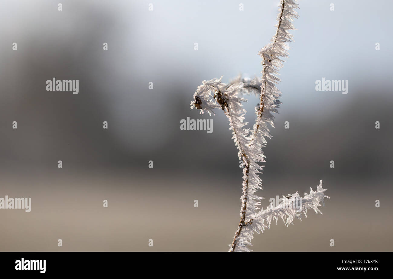 Avec les aiguilles des rameaux givre blanc scintillant dans la lumière du soleil du matin devant un arrière-plan flou avec de beaux bokeh. Banque D'Images