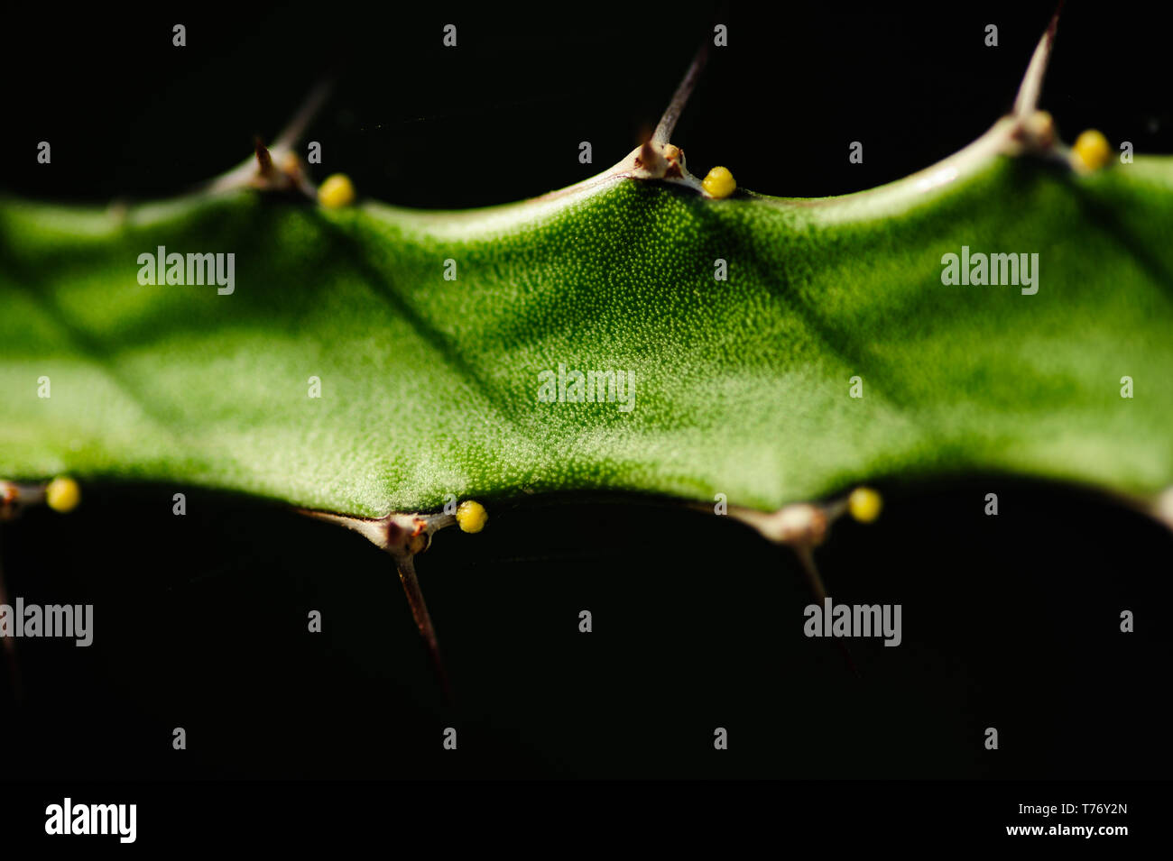 Abstract close up image d'un cactus couverts avec de riches détails dans une fine art macro image à l'aide d'un spot et d'isolation contre l'arrière-plan Banque D'Images