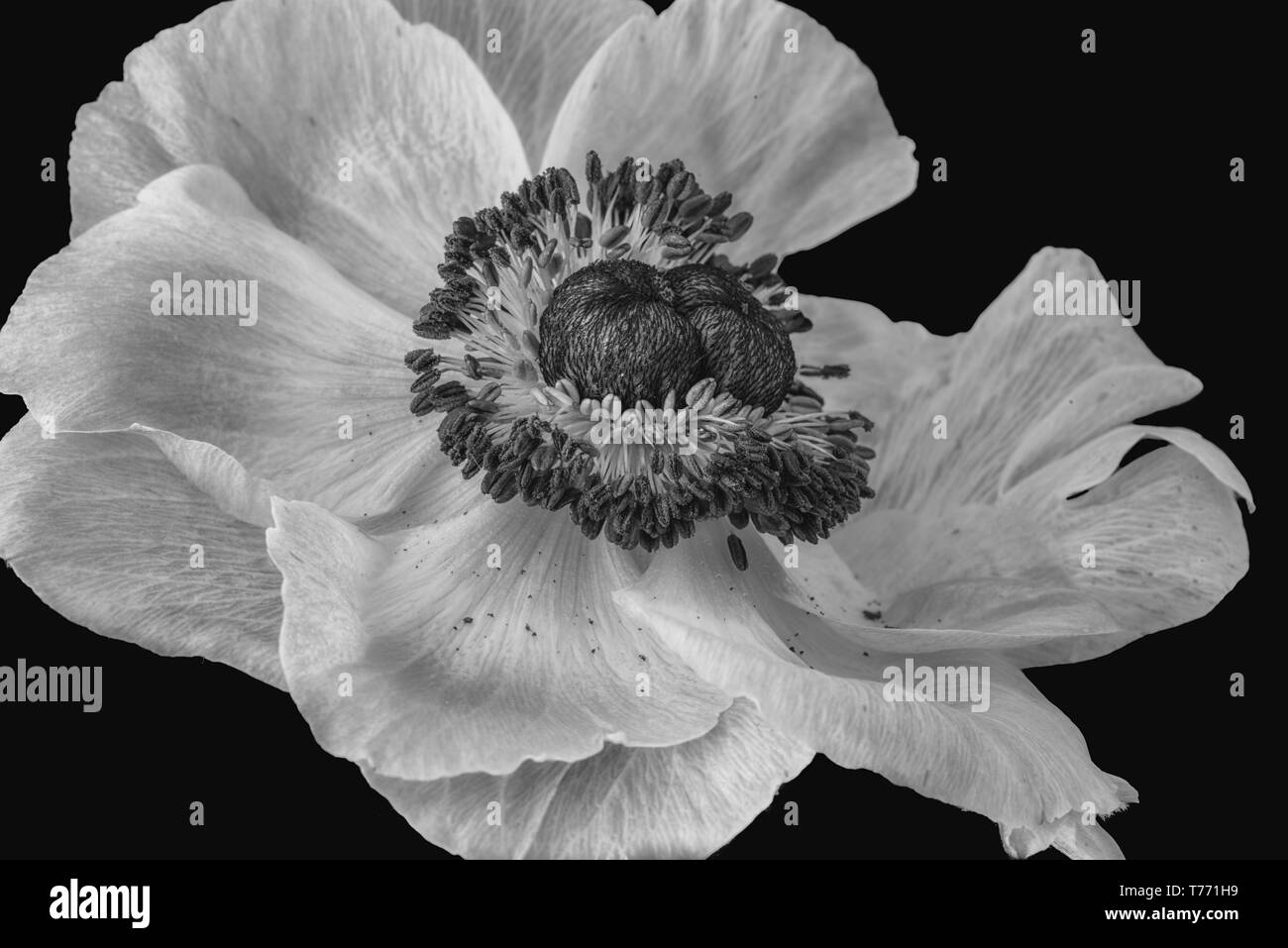 Fine Art Still Life Macro Monochrome Dun Seul Grand Ouvert