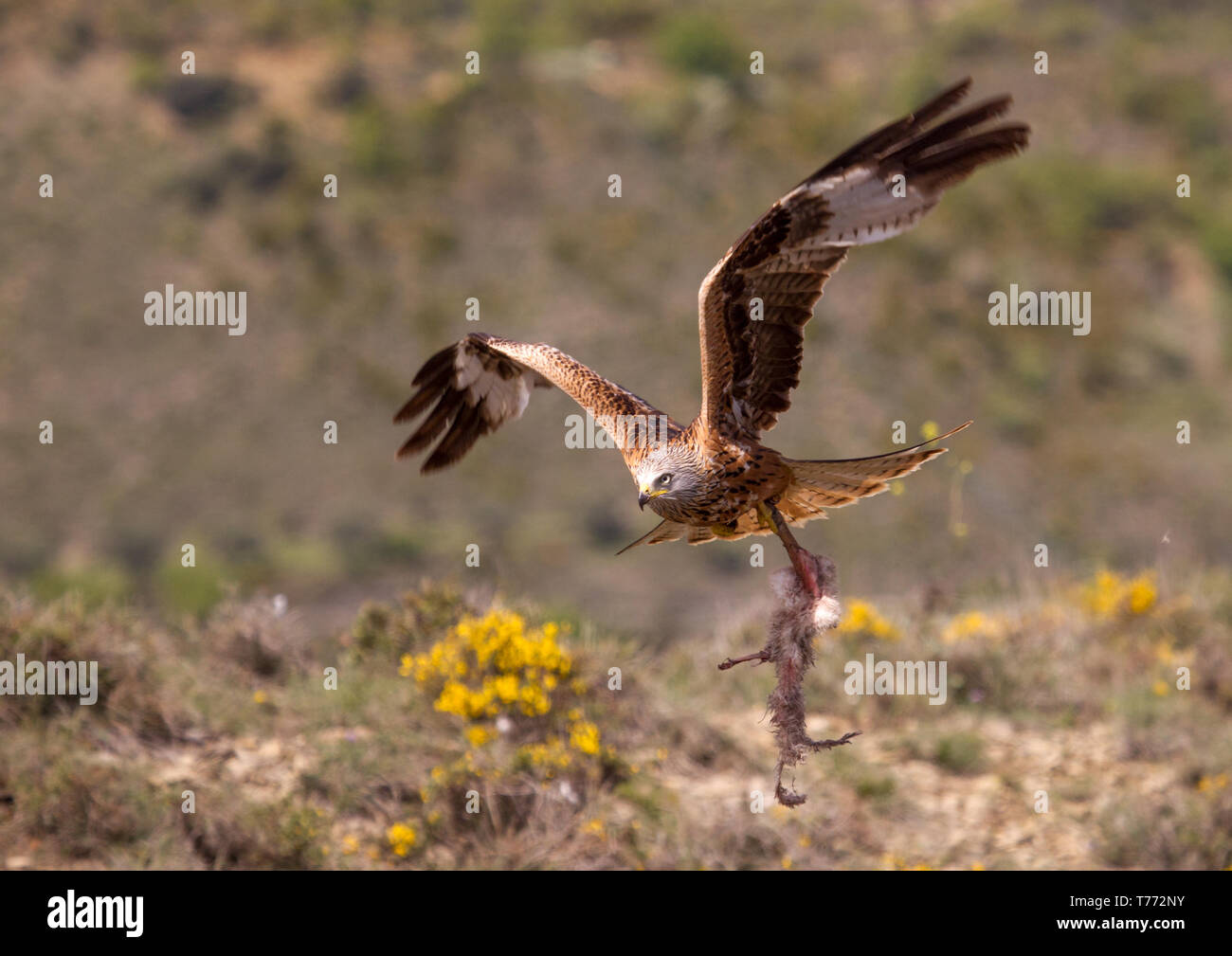 Red Kite avec Carrion Banque D'Images