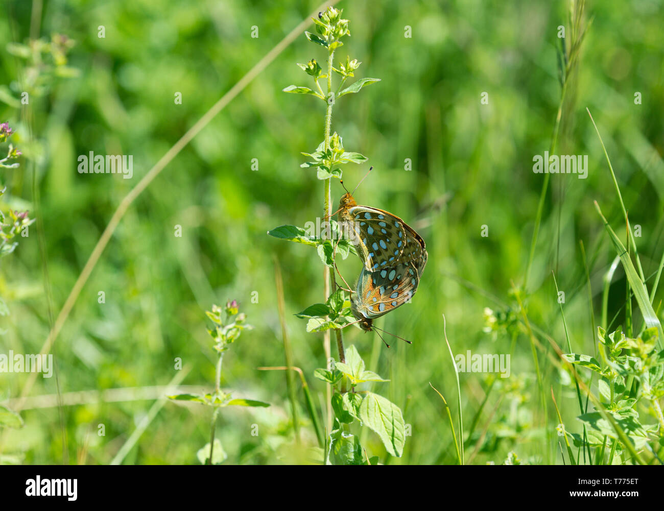 Papillons Boloria vert foncé, l'accouplement. Oaks sanglante Carrière, Rutland Banque D'Images