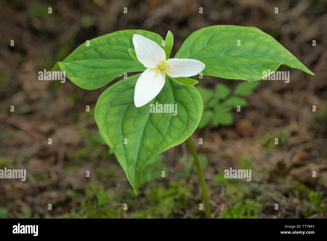 Trillium ovatum Trillium (ouest) ; Elliott State Forest, montagnes de la chaîne côtière, de l'Oregon. Banque D'Images