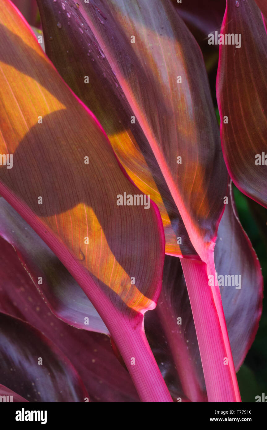 Ti rouge les feuilles des plantes à Matangi Private Island Resort à Fidji. Banque D'Images