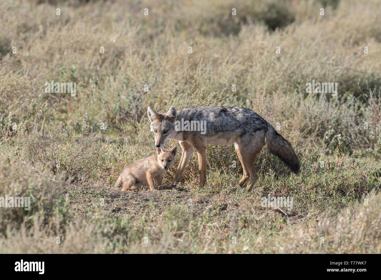 Chacal à Dos Noir (Canis Mesomelas) Image Stock - Image Du Aique, Normal: 14696435