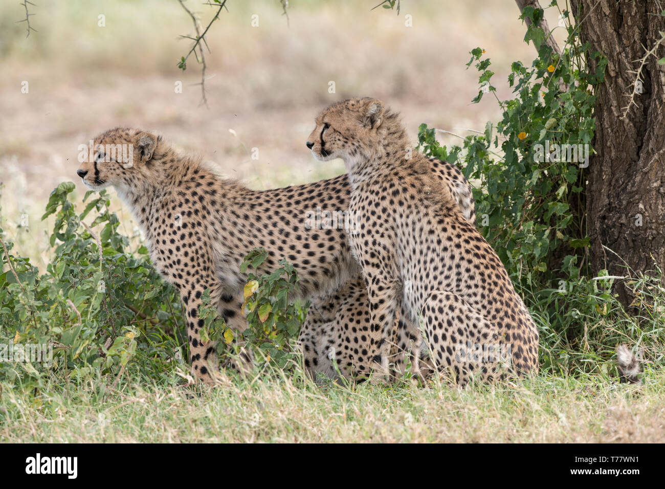 Cheetah cub juvénile et mère, Tanzanie Banque D'Images