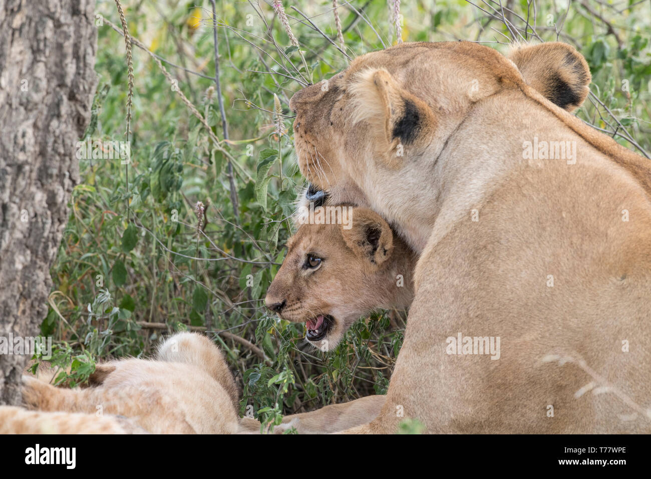 Lion cub sous le menton de maman, Tanzanie Banque D'Images