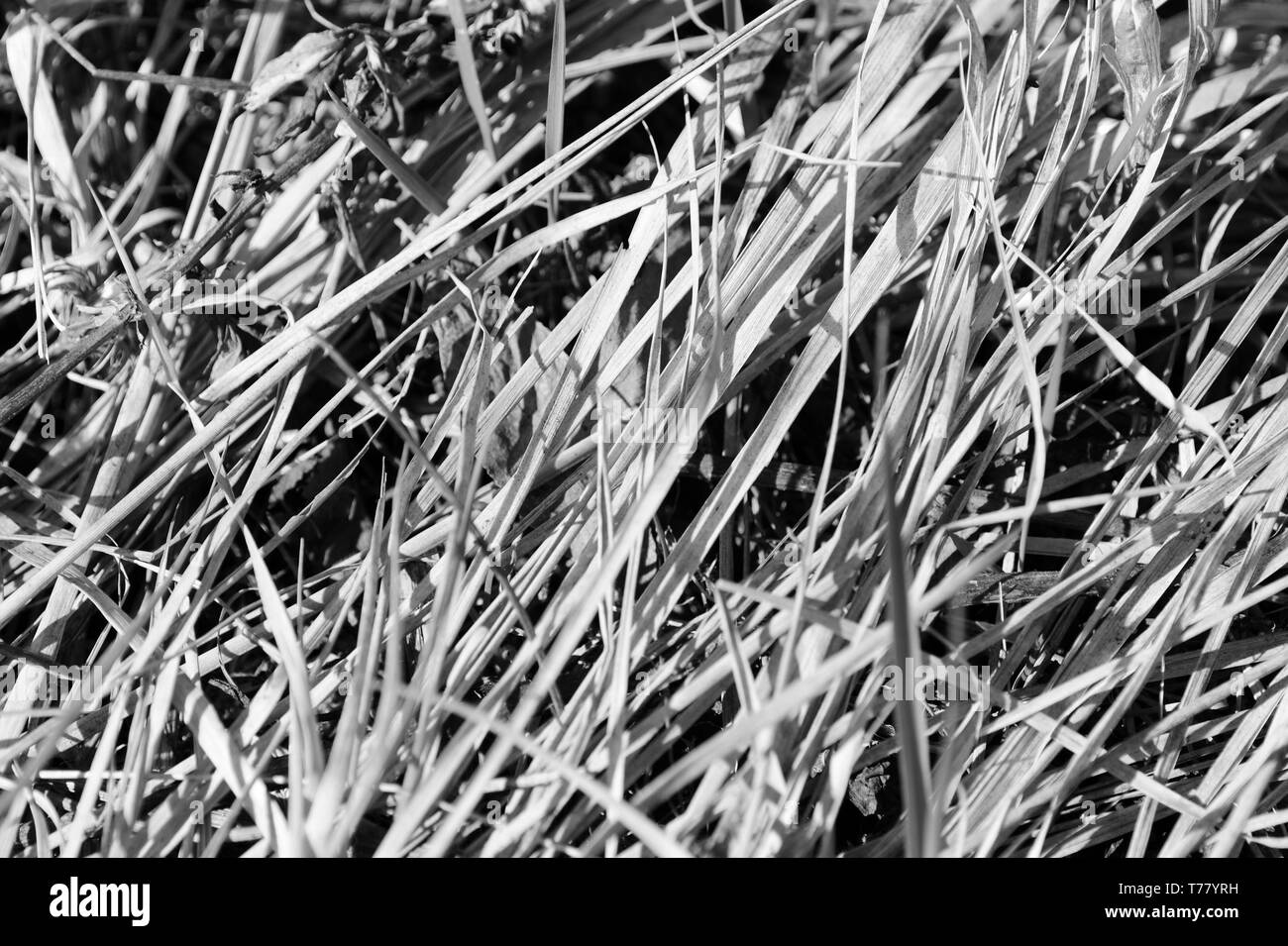 De l'herbe sèche de près. Noir et blanc fond naturel Banque D'Images