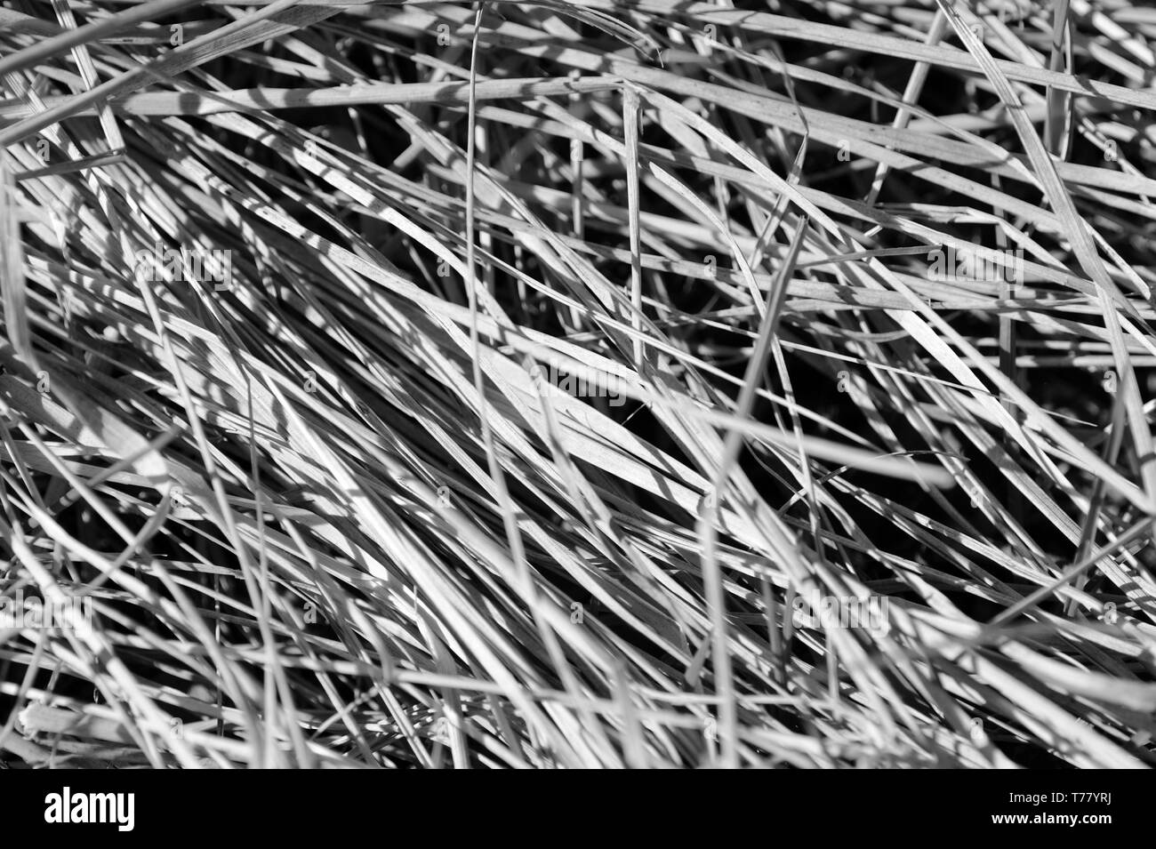 De l'herbe sèche de près. Noir et blanc fond naturel Banque D'Images