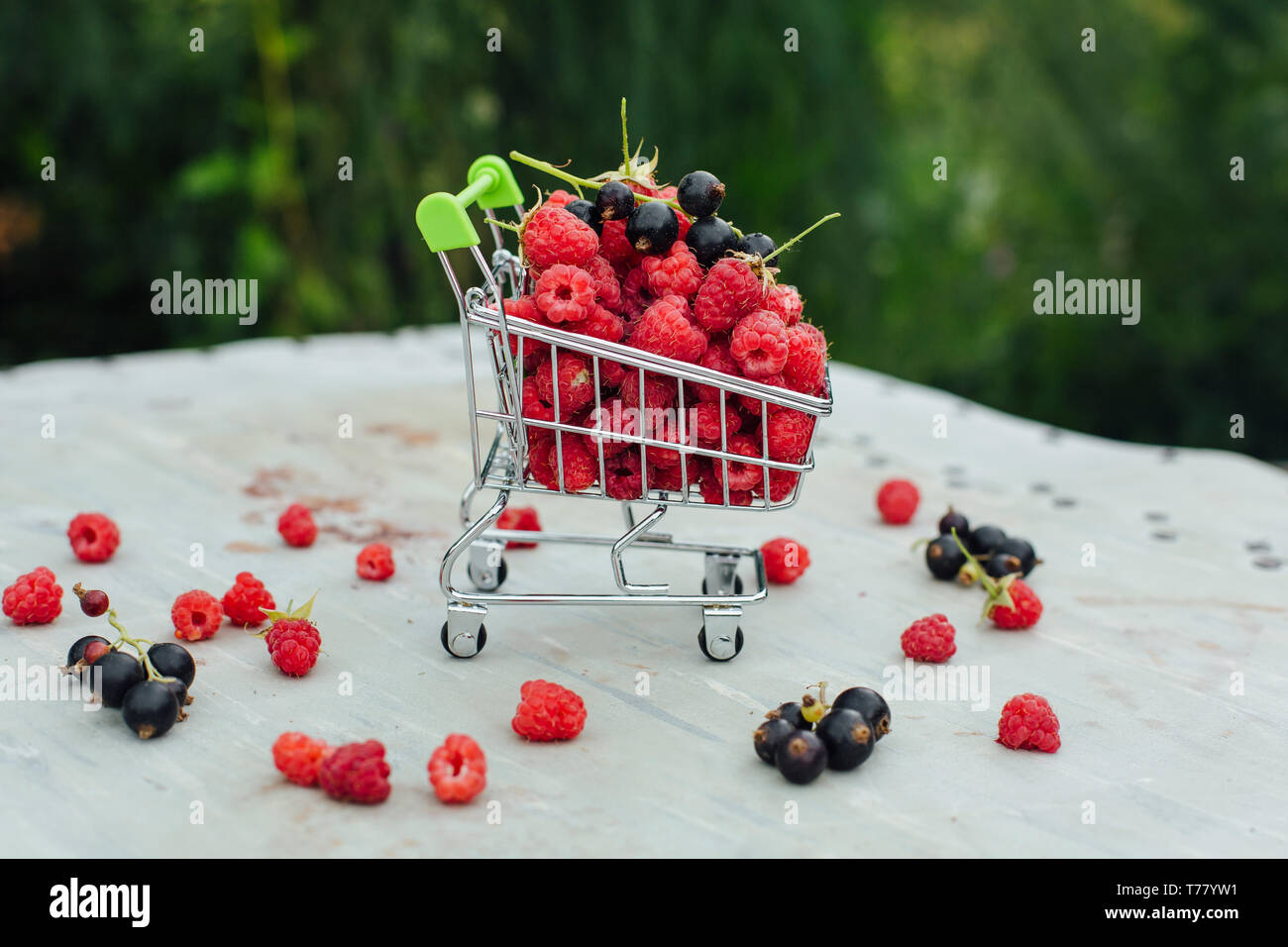 Mini panier plein de fruits rouges framboise mûre et blackberry sur old grey vintage background en jardin. Copy space Banque D'Images
