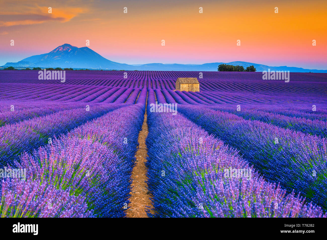 L'été nature paysage pittoresque et de l'agriculture. Et la photographie de voyage populaires place avec de beaux champs de lavande mauve au coucher du soleil, Valens Banque D'Images