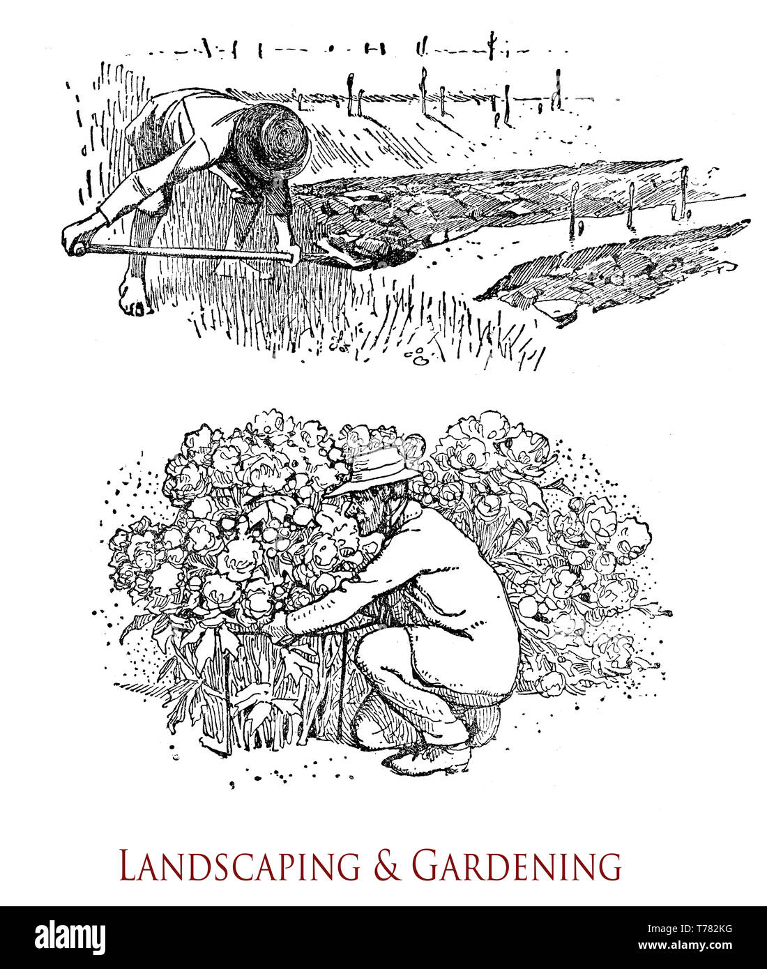 Agriculteur de creuser une tranchée pour planter les jeunes arbres dans un champ et un jardinier s'occupant d'un rosier est pleine de fleurs Banque D'Images