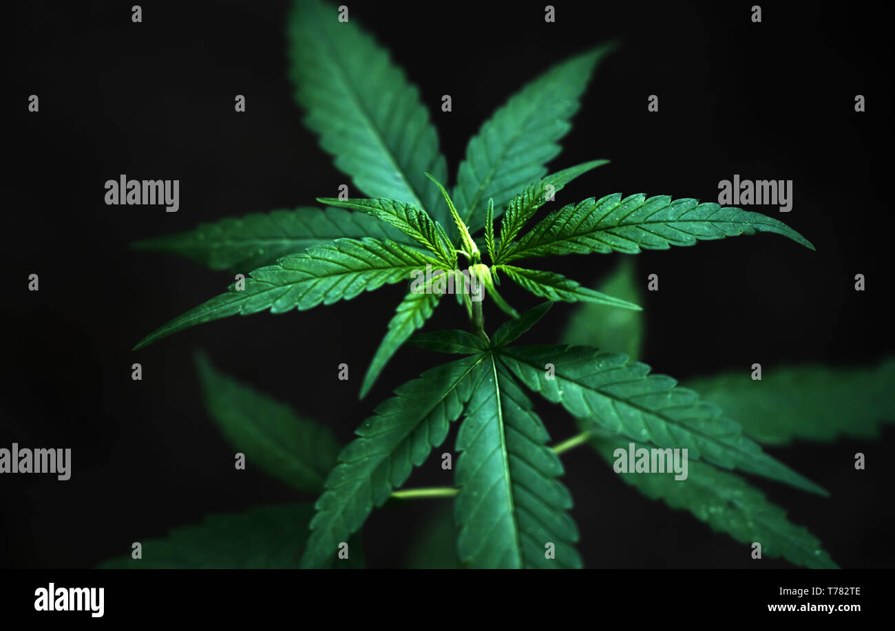 Feuilles de marijuana ( Cannabis sativa indica ) Banque D'Images
