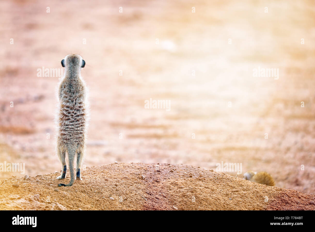 Meerkat regardant le soleil, Transf Kgalagadi Banque D'Images