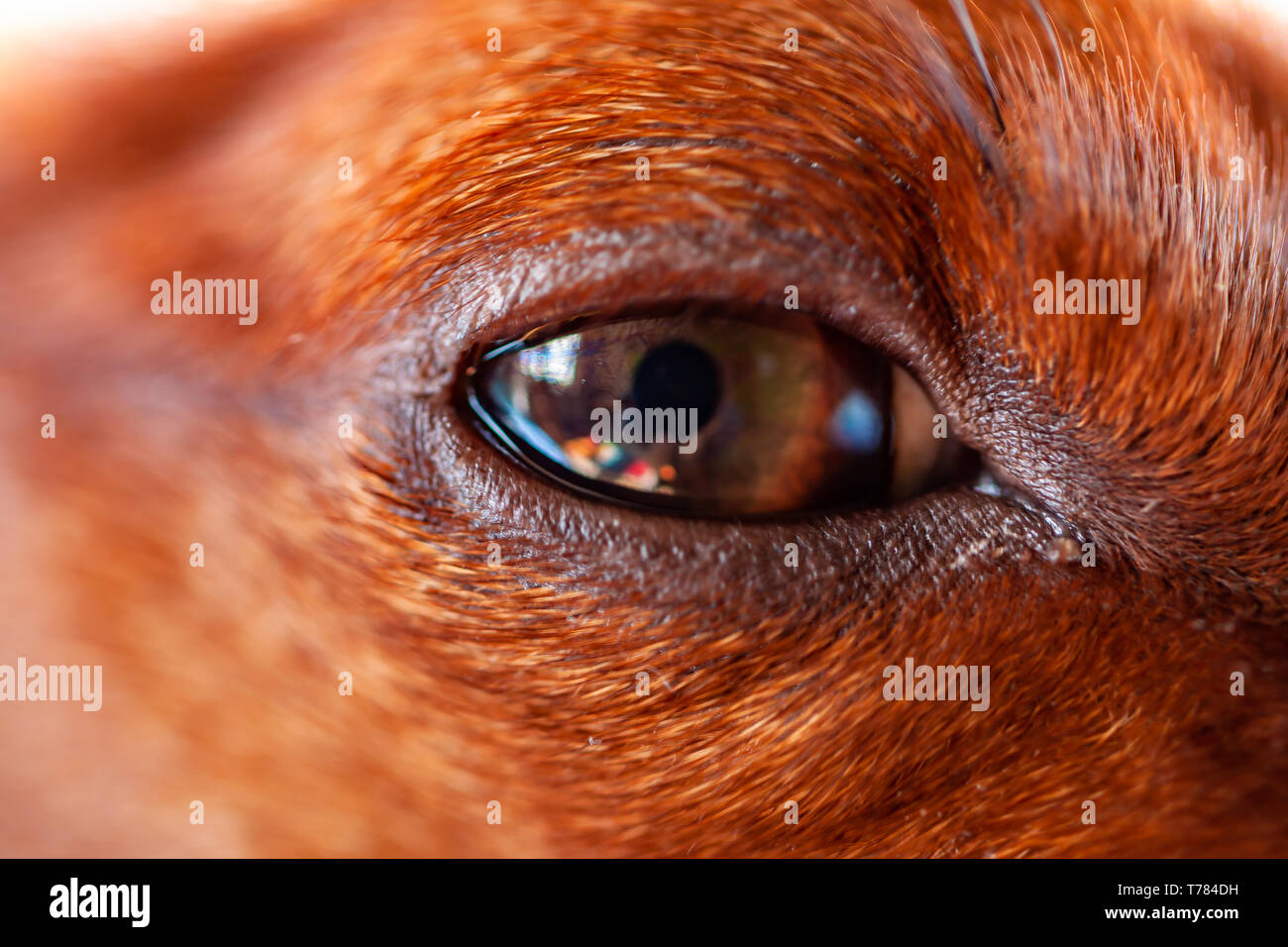 Race De Chien Pinscher Nain Eye Close Up Banque Dimages