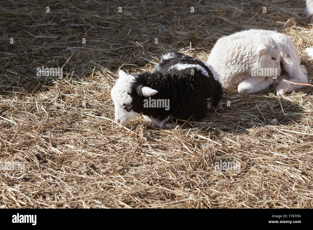 Noir et blanc deux agneaux sont assis dans le foin Banque D'Images