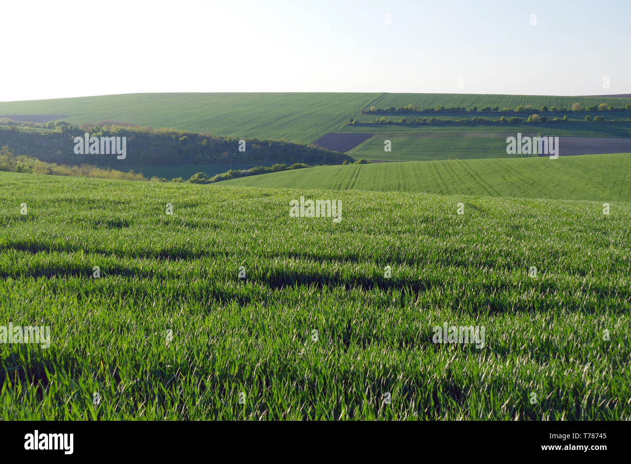 Champs de blé vert. Les terres agricoles. Terrain spacieux traités dans le plan. Banque D'Images