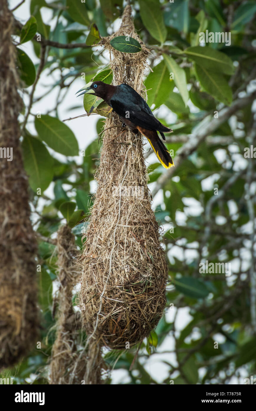 Chestnut-dirigé oropendola sur leurs nids suspendus Banque D'Images