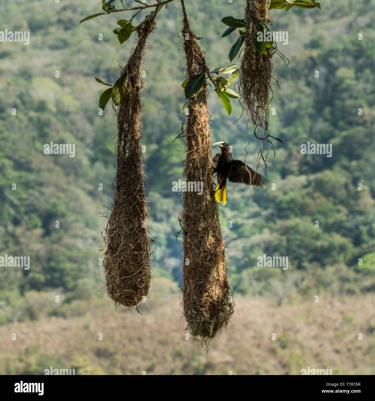 Chestnut-dirigé oropendola sur leurs nids suspendus Banque D'Images