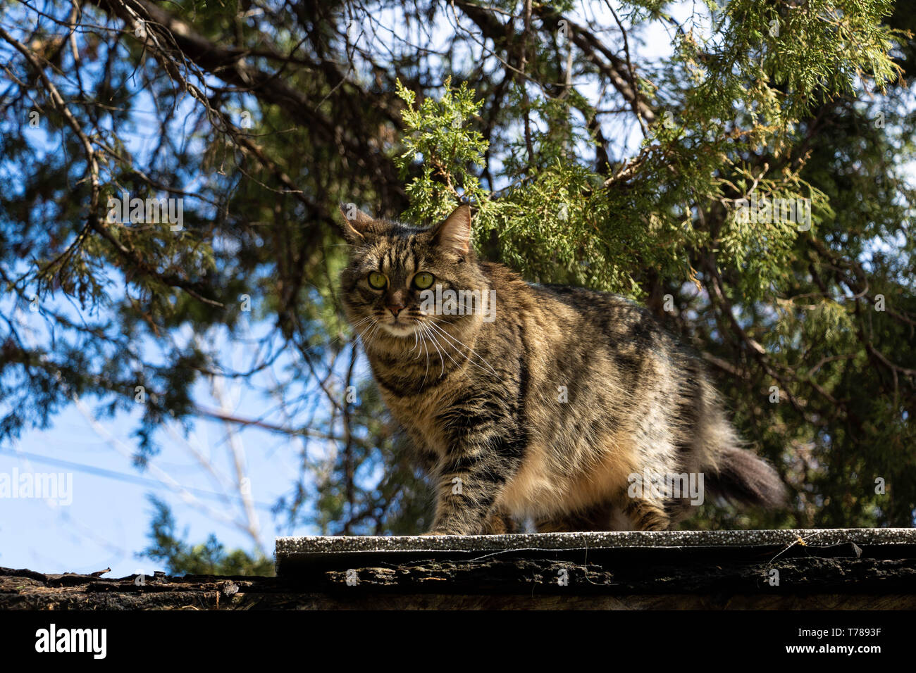 Un chat marche sur un toit en appentis à la fin du printemps. Banque D'Images