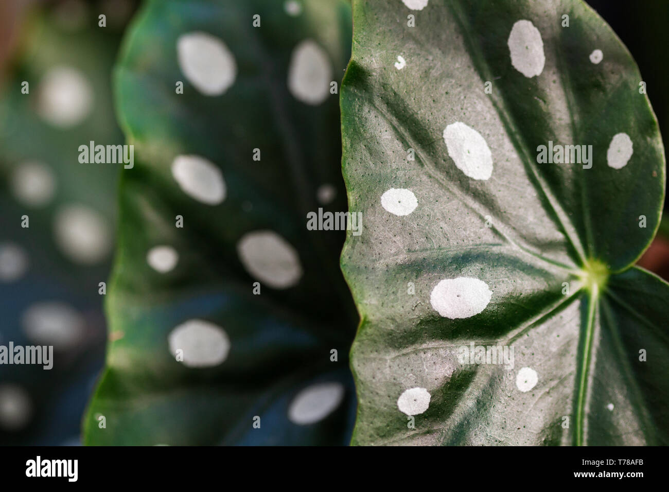 Begonia brazil Banque de photographies et d'images à haute résolution -  Alamy