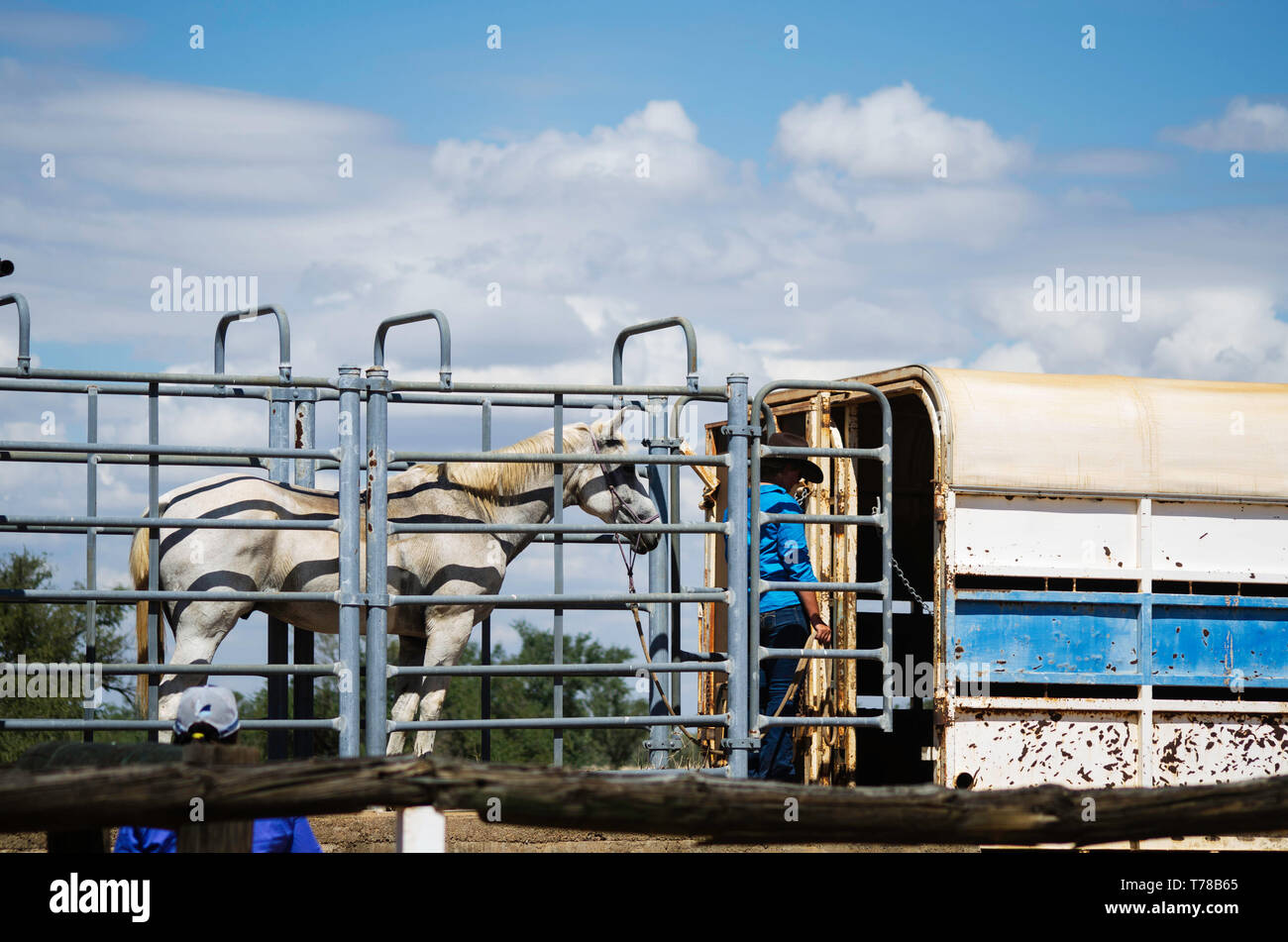 Après le rôle d'appel, un cheval est chargé sur un camion pour le retour à la maison Banque D'Images