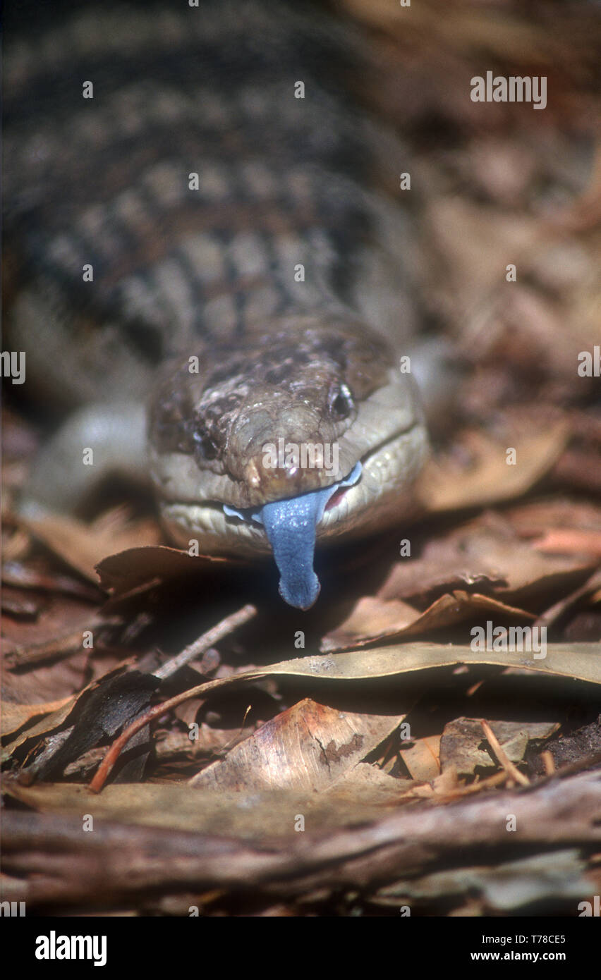 BLUE-TONGUE LIZARD (TILIQUA SCINCOIDES) Australie Banque D'Images