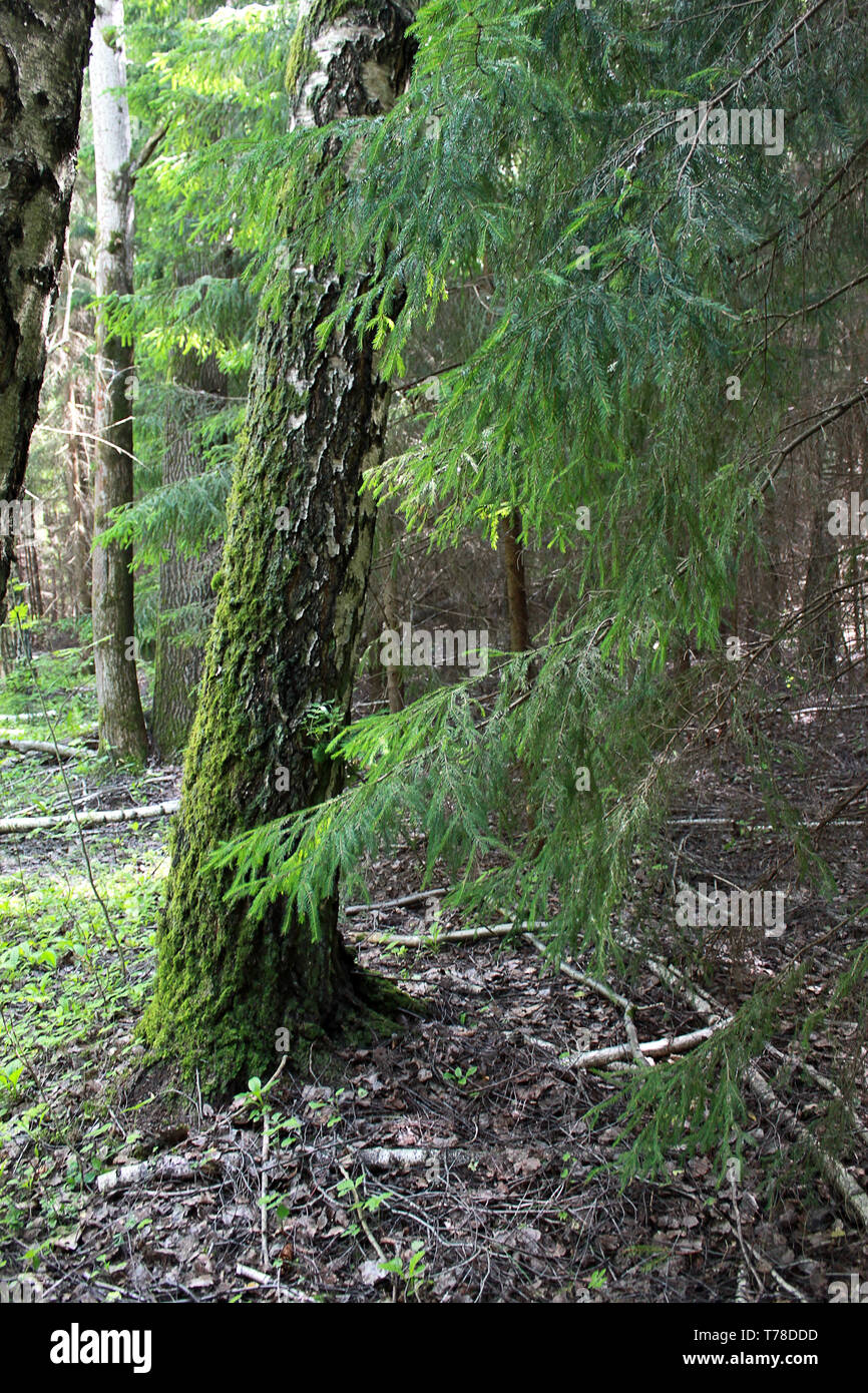 Branches de conifères et les troncs de bouleaux dans une forêt d'été Banque D'Images