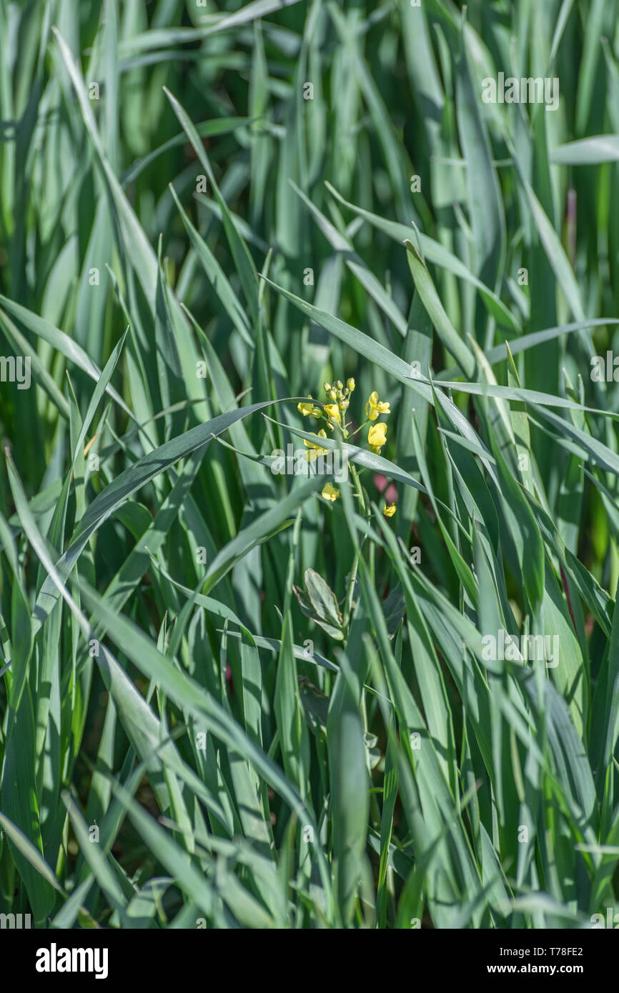 La floraison des plantes de colza reste impair de plus en plus parmi les feuilles épaisses d'une céréale. Métaphore "out of place", odd one out. Banque D'Images