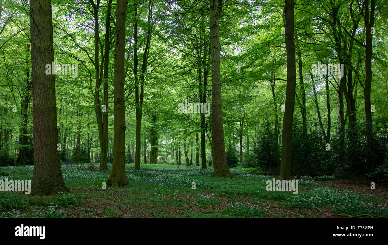 Campagne anglaise zone boisée à l'ail sauvage et de jacinthes. Belle hauteur des arbres avec une clairière ci-dessous et la douce lumière du soleil illuminant e Banque D'Images