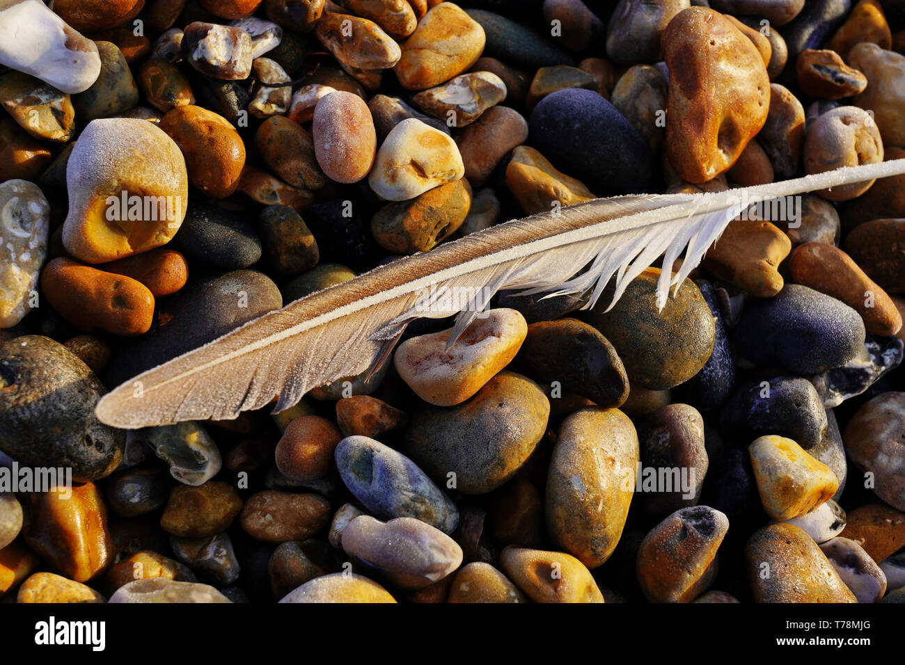 White feather congelé sur un fond pierreux Banque D'Images