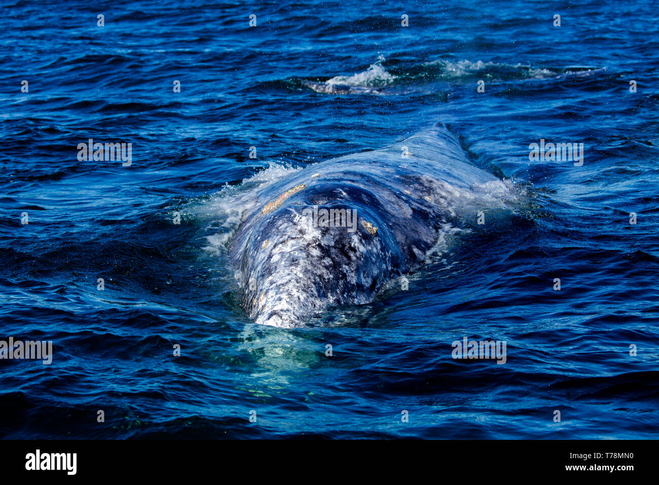 / La baleine grise Baleine grise (Eschrichtius robustus) sur leur voyage migratoire à la Basse-Californie, avec des lagunes que leur reproduction en hiver. Banque D'Images