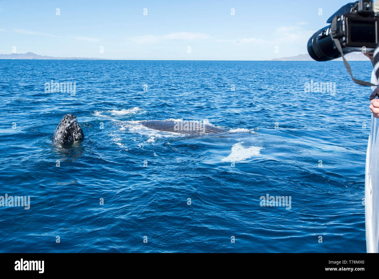 Friendly Baleine à bosse (Megaptera novaeangliae) jouer et violer dans leur aire d'alimentation d'hiver à Baja California Banque D'Images