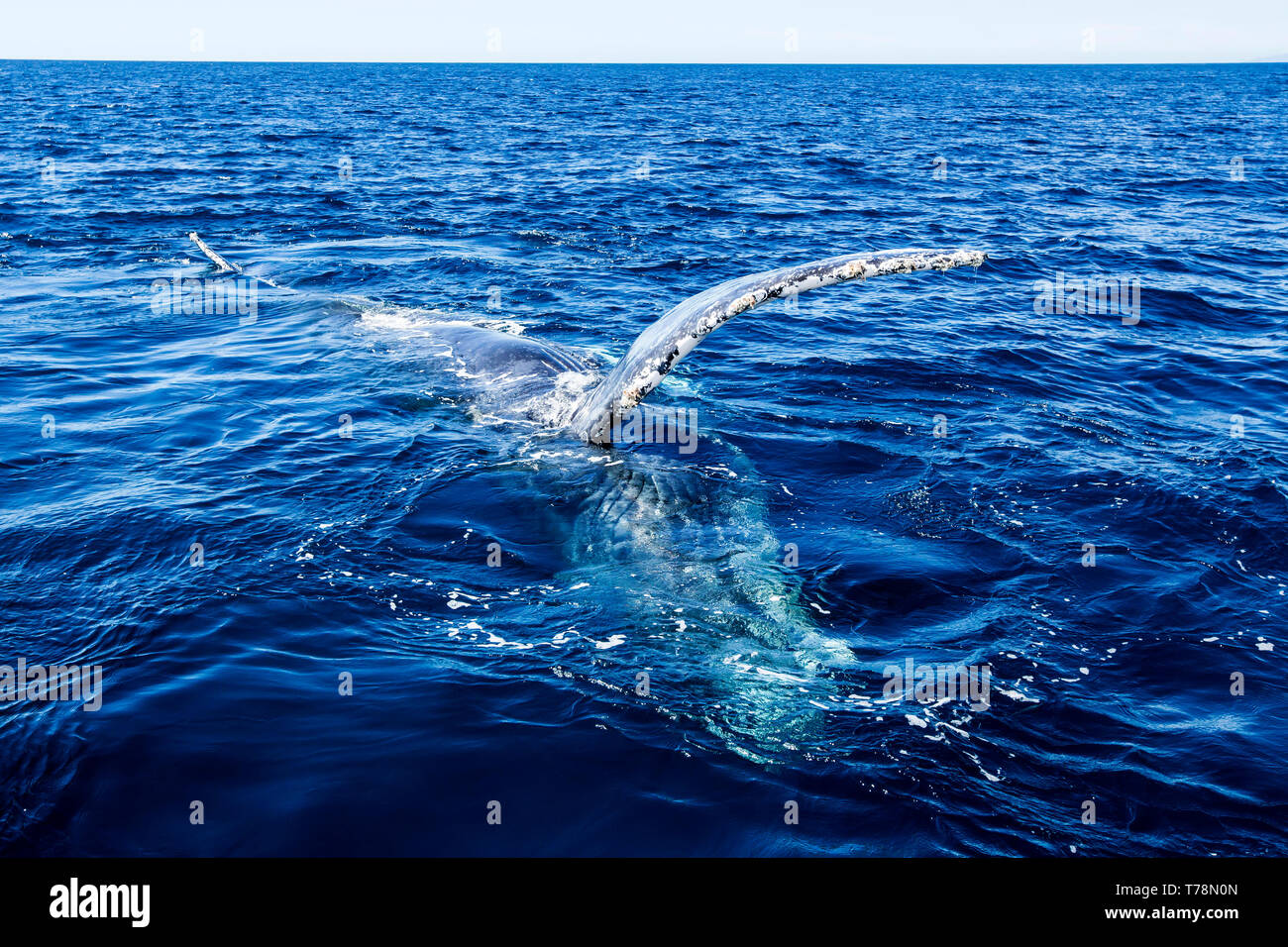 Friendly Baleine à bosse (Megaptera novaeangliae) jouer et violer dans leur aire d'alimentation d'hiver à Baja California Banque D'Images