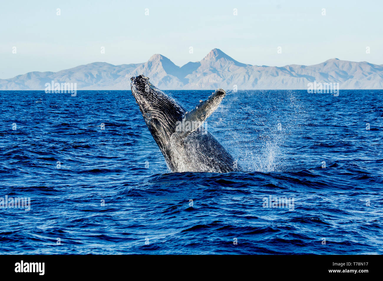 Friendly Baleine à bosse (Megaptera novaeangliae) jouer et violer dans leur aire d'alimentation d'hiver à Baja California Banque D'Images