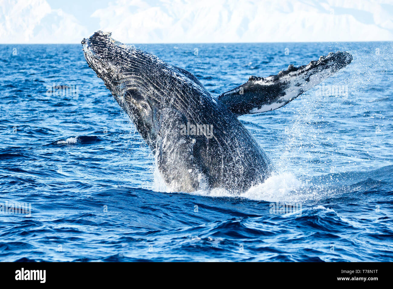 Friendly Baleine à bosse (Megaptera novaeangliae) jouer et violer dans leur aire d'alimentation d'hiver à Baja California Banque D'Images