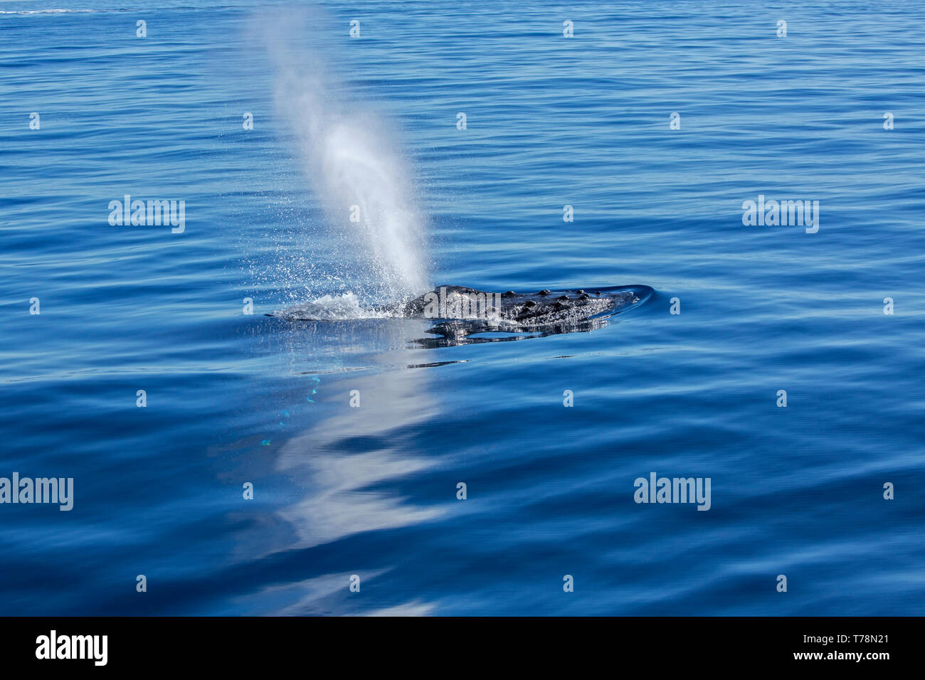 Friendly Baleine à bosse (Megaptera novaeangliae) jouer et violer dans leur aire d'alimentation d'hiver à Baja California Banque D'Images