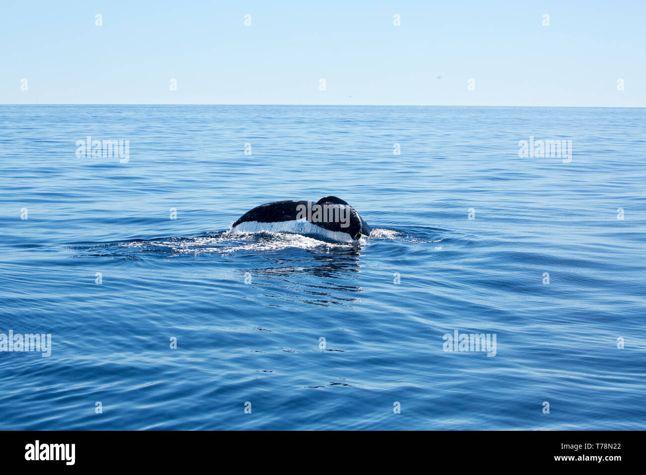 Friendly Baleine à bosse (Megaptera novaeangliae) jouer et violer dans leur aire d'alimentation d'hiver à Baja California Banque D'Images